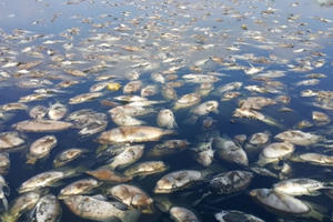 Cá chết nổi trắng mặt hồ có chức năng cải thiện môi trường tại TP Vinh