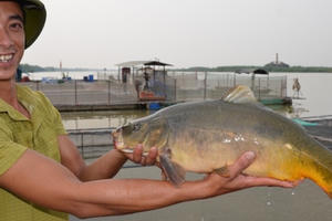 'Cá chép ma' không vảy trên sông, thịt giòn như tràng lợn