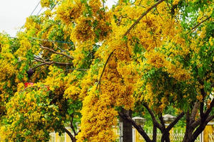 Ngắm hoa sưa vàng rực ở Quảng Nam