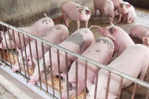 Giá thịt lợn tăng cao, Phó Thủ tướng phê bình Bộ Nông nghiệp