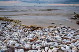 Các nhà khoa học đã tìm ra nguyên nhân cá chết