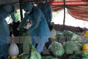Phát hiện thêm ổ dịch cúm  A/H5N1 tại Đắk Lắk