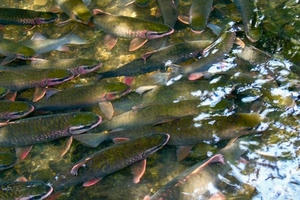 Thanh Hóa: Kỳ thú suối "cá thần" Cẩm Lương