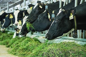 Bò sữa tại resort của Vinamilk cũng... "ăn Tết"