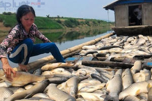 14 tấn cá lồng chết trên sông Bưởi chưa rõ nguyên nhân