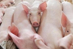 Sau bê bối heo tiêm thuốc an thần, giá thịt heo rớt thê thảm