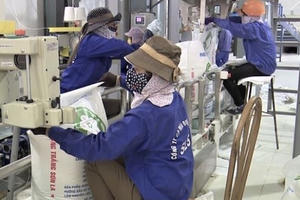 Mía đường tồn kho lớn: Đối diện khó khăn hay phá sản? Mía đường tồn kho lớn: Đối diện khó khăn hay phá sản?