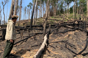 Nạn phá rừng ở Đắk Lắk diễn biến rất phức tạp