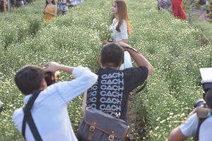 Cho thuê chụp ảnh, chủ vườn cúc họa mi kiếm hàng chục triệu mỗi ngày