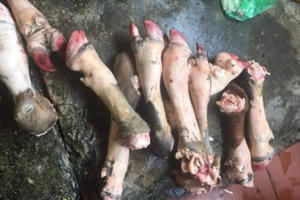 Hà Nội: Thu giữ hơn 1 tấn xương trâu, bò thối chuẩn bị đưa vào nhà hàng Hà Nội: Thu giữ hơn 1 tấn xương trâu, bò thối chuẩn bị đưa vào nhà hàng