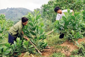 “Rừng chảy máu”