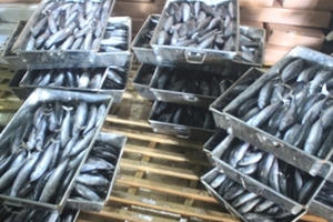 Tìm hiểu chất “cực độc” có trong cá nục