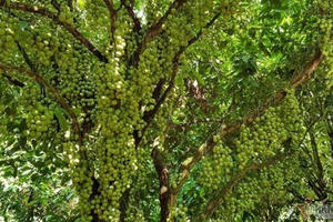 Mê mẩn vườn dâu lớn nhất miền Tây, trái kín đặc từ gốc đến ngọn