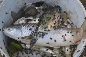 Nghệ An: Cá chết trắng sông Bùng nghi do ô nhiễm nguồn nước