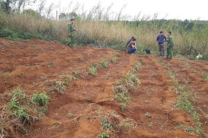 Trồng gần 1.500 cây Cần sa để “phục vụ việc chữa bệnh cho heo, gà ăn cho mau lớn”