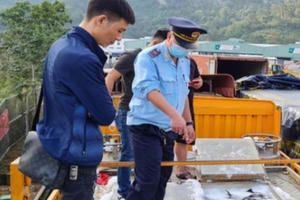 Giật mình trước nguy cơ “vỡ trận” nhập khẩu cá tầm vào Việt Nam