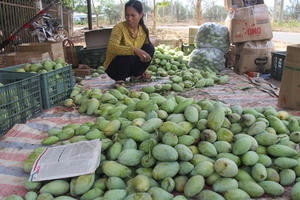 1.000 đồng một kg xoài 'ba mùa mưa'