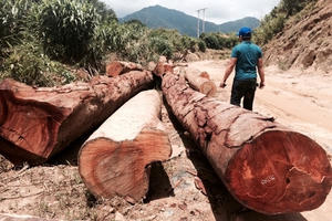 Điểm báo ngày 1/11/2016: Rừng gỗ lớn bị phá ở Quảng Bình