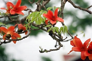 Nồng nàn hoa gạo tháng 3