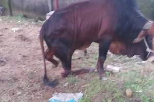 Truy tìm kẻ nhẫn tâm chặt đứt chân đàn bò