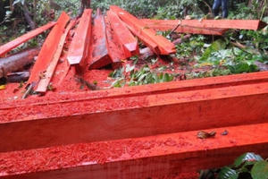 Kỳ 2 - Tận mắt “công trường” khai thác gỗ lậu