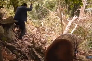 Vào nơi rừng nghiến Ba Bể bị tàn phá