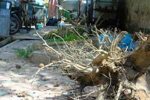 Nhổ bỏ cây chết khô tại 2 tuyến phố Trần Bình, Nguyễn Hoàng