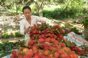 Dừa, chôm chôm sốt giá