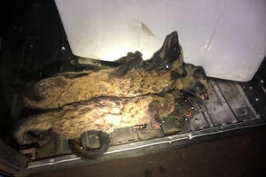 Phát hiện xe khách chở 100 con thú rừng ở Đắk Lắk Phát hiện xe khách chở 100 con thú rừng ở Đắk Lắk