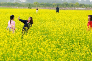 Sau cúc họa mi, giới trẻ Hà thành ngất ngây với hoa cải vàng rực rỡ