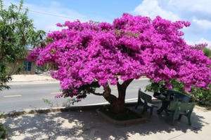 Cận cảnh cây hoa giấy cổ thụ có tuổi đời hơn 1/4 thế kỷ gây 'sốt'