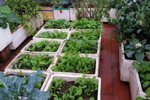 'Đổ mồ hôi, sôi nước mắt' vác đất trồng rau sạch sân thượng