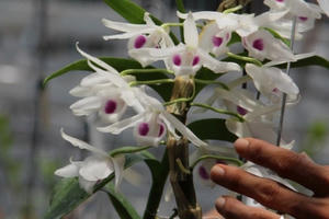 Gặp người mua 3 cây lan đột biến gene giá 32 tỷ đồng ở Bình Phước