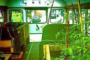 Lạ lùng trồng rau trong… xe buýt