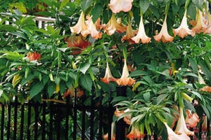 Tuyên Quang: Nấu canh lá hoa chuông để ăn, 5 người nhập viện cấp cứu Tuyên Quang: Nấu canh lá hoa chuông để ăn, 5 người nhập viện cấp cứu