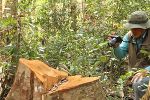 Kiểm tra, xử lý thông tin báo nêu về phá rừng tại tỉnh Lâm Đồng