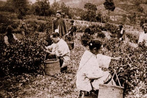 Huyền thoại Trà Mã cổ đạo: “Vua trà” 1700 tuổi