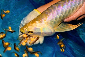 Bộ Y tế chỉ đạo khẩn vụ 13 người nghi bị ngộ độc sau khi ăn trứng cá Rồng ngày mùng 3 Tết