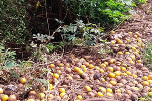 Những vườn cam trĩu quả bị ngâm trong biển nước, hàng chục tỷ đồng mất sạch