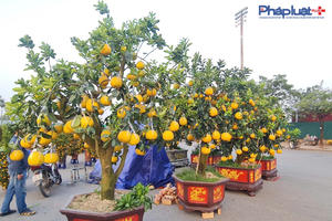 Công điện của Thủ tướng về thực hiện các nhiệm vụ để người dân đón Tết