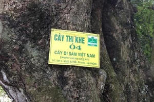 Phong danh hiệu “cây di sản”: Nên dừng khi “bên có cây không biết giữ” Phong danh hiệu “cây di sản”: Nên dừng khi “bên có cây không biết giữ”