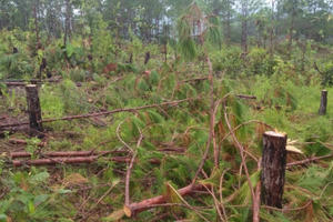 Lâm Đồng: Gần 10ha rừng bị phá trái phép