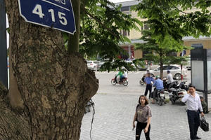 Hàng sưa quý trước ngày di dời để xây ga ngầm