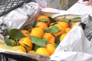 Bắt giữ hơn 1 tấn rau quả không rõ nguồn gốc