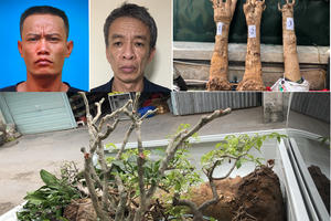 Hải Phòng: Bắt nhóm đối tượng chuyên trộm cắp cây cảnh