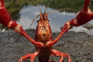 Nguy hại khó lường của tôm hùm đất