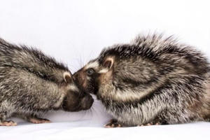 Phát hiện loài chuột kỳ lạ có bộ lông cực độc có thể hạ gục cả voi