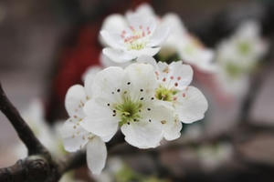 Dân Hà thành đua nhau săn hoa lê rừng, giá tiền triệu mỗi cành