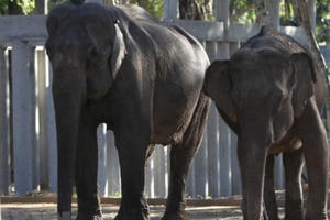 Đắk Lắk sẽ "xóa sổ" loại hình du lịch cưỡi voi