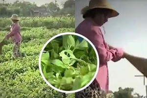 Cần một cây chổi